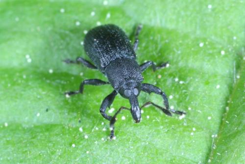Magdalis armigera
